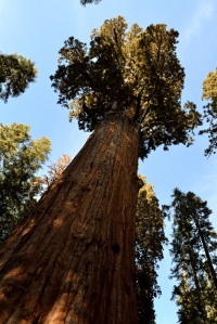 General Sherman, de grootste Sequoia boom
